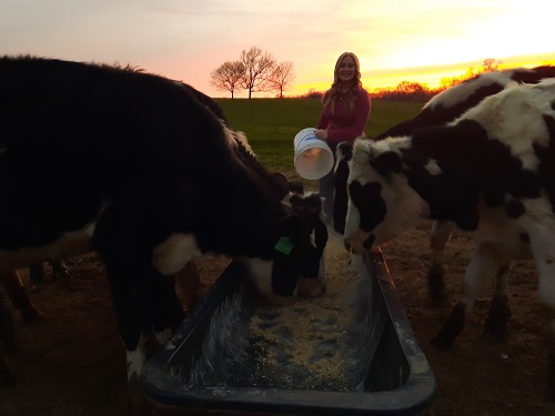young farmer girl feeding dairy cows at sunset in Douglas County, Missouri