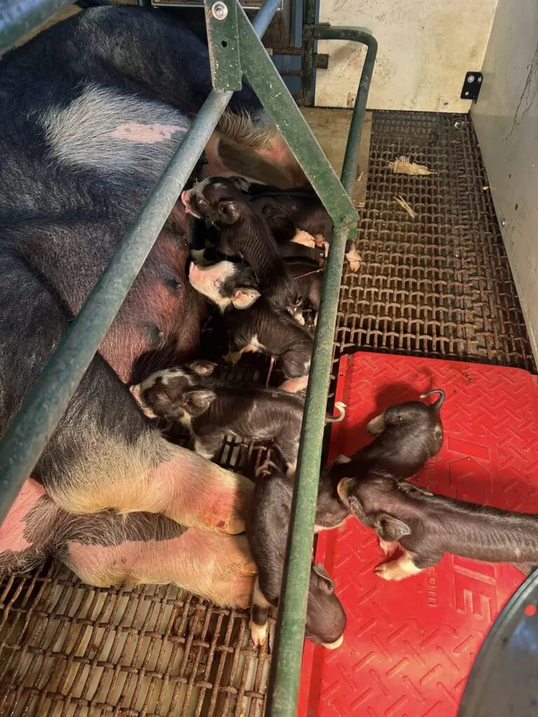 New Summer Piglets Born At Ragsdale