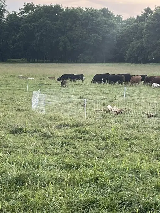 Mission Of The Farm 3 Species Living Together To Benefit Each Other, The Land, The Environment.