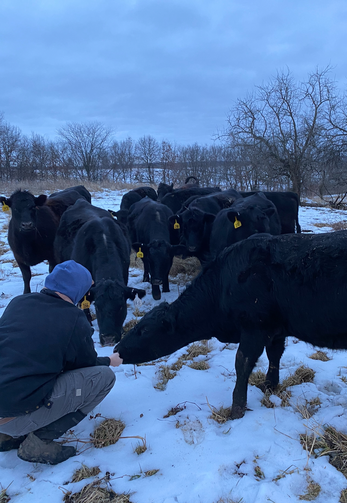 Cow Talk with Drew Cox Cow Talk with Drew Cox