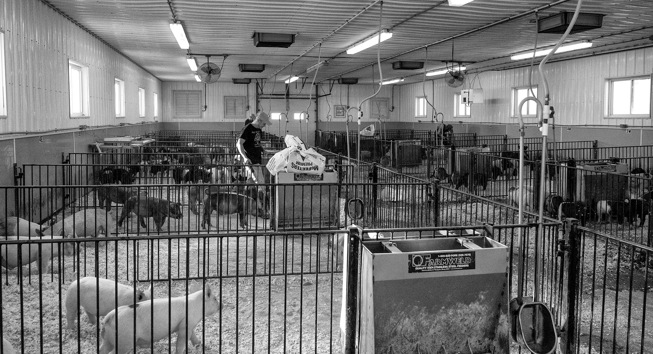 Heimer Hampshires show barn Heimer Hampshires show barn