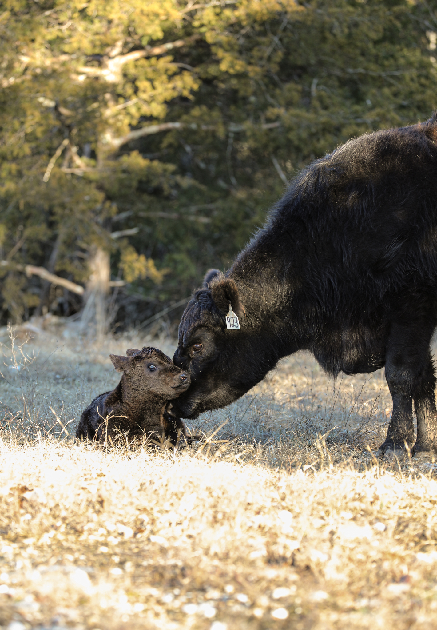 Cow with Calf Cow with Calf