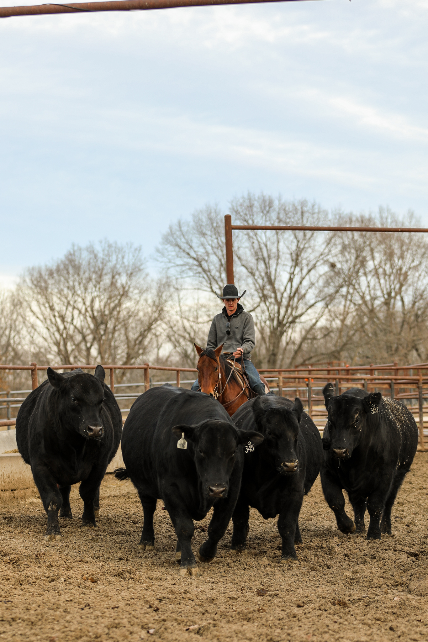 Paden working cattle