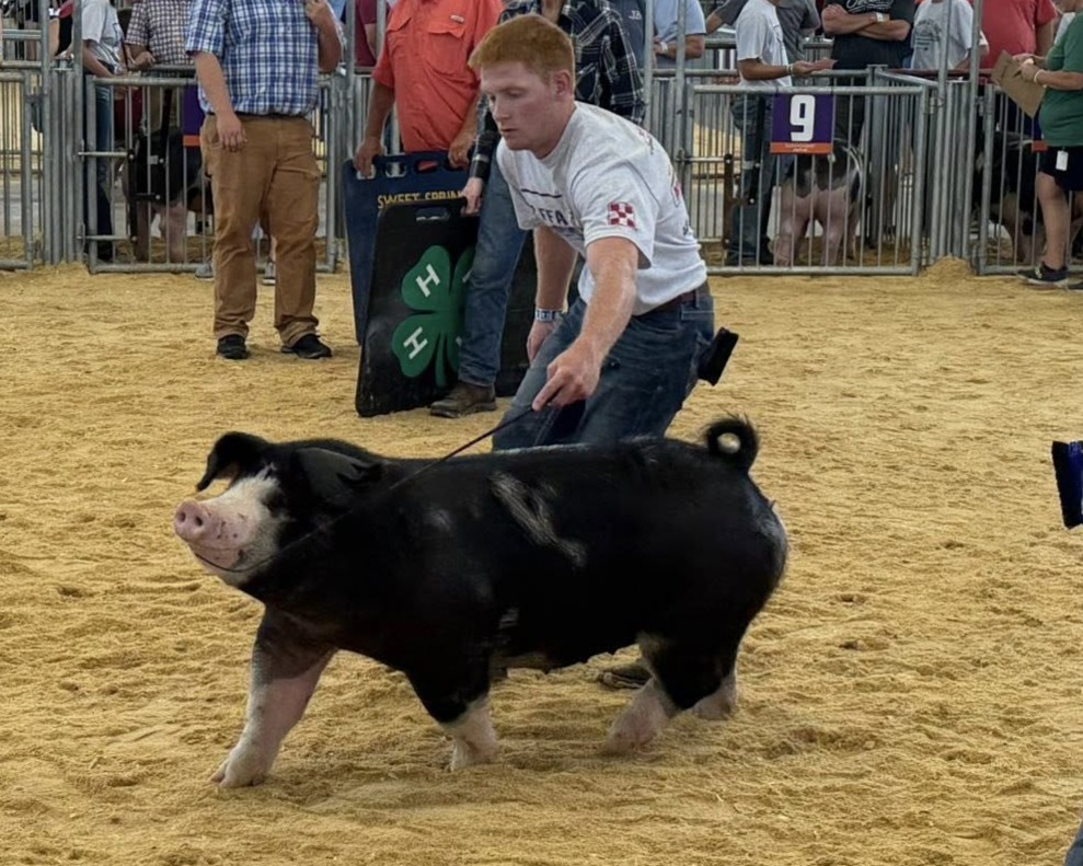 Quin Staten-show pig Quin Staten-show pig