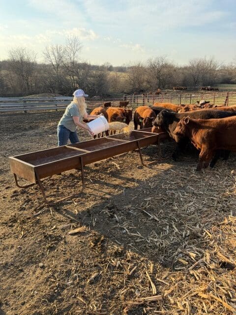 Breanne Feeds Red Angus